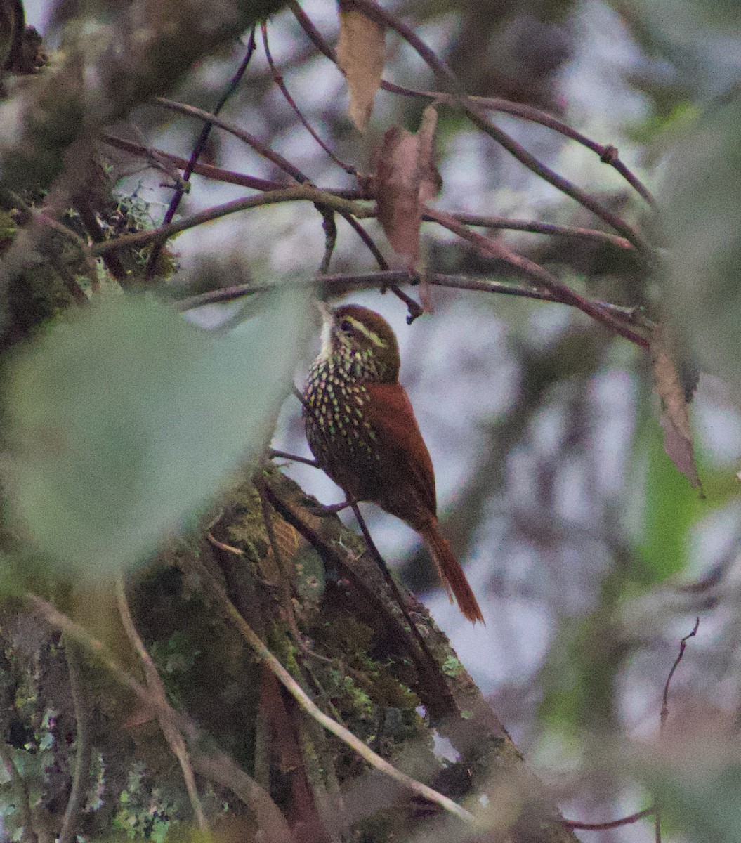 Pearled Treerunner - ML621031164