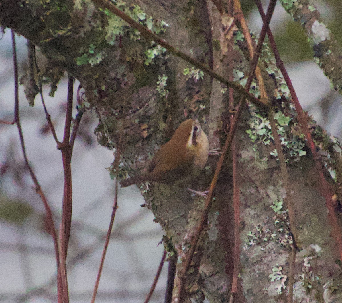 Mountain Wren - Julian Moulton