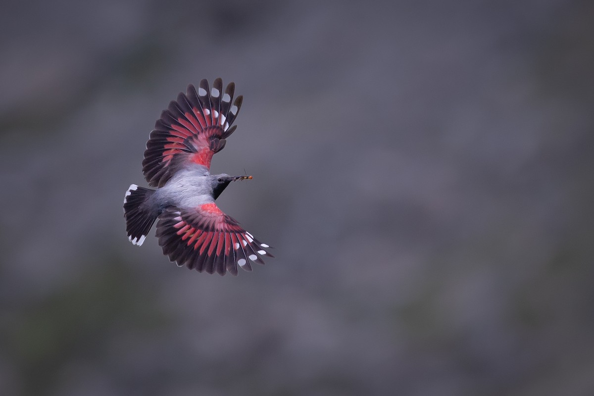 Wallcreeper - Alexander Hagge