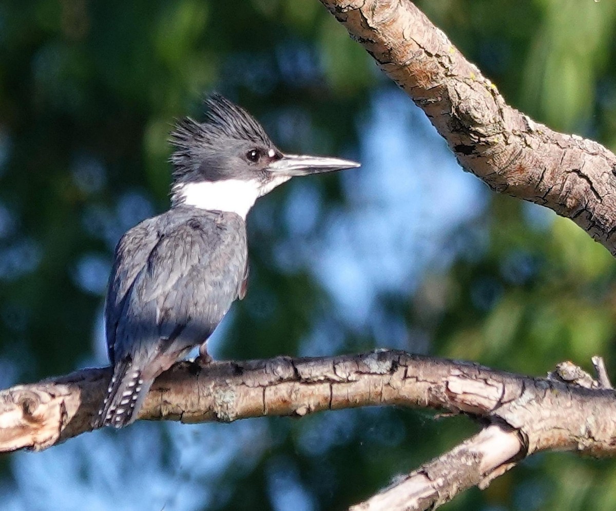 Belted Kingfisher - ML621031224
