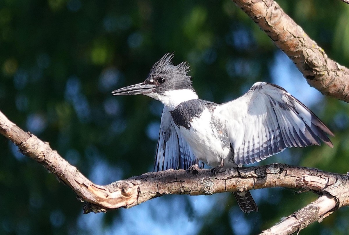 Belted Kingfisher - ML621031231