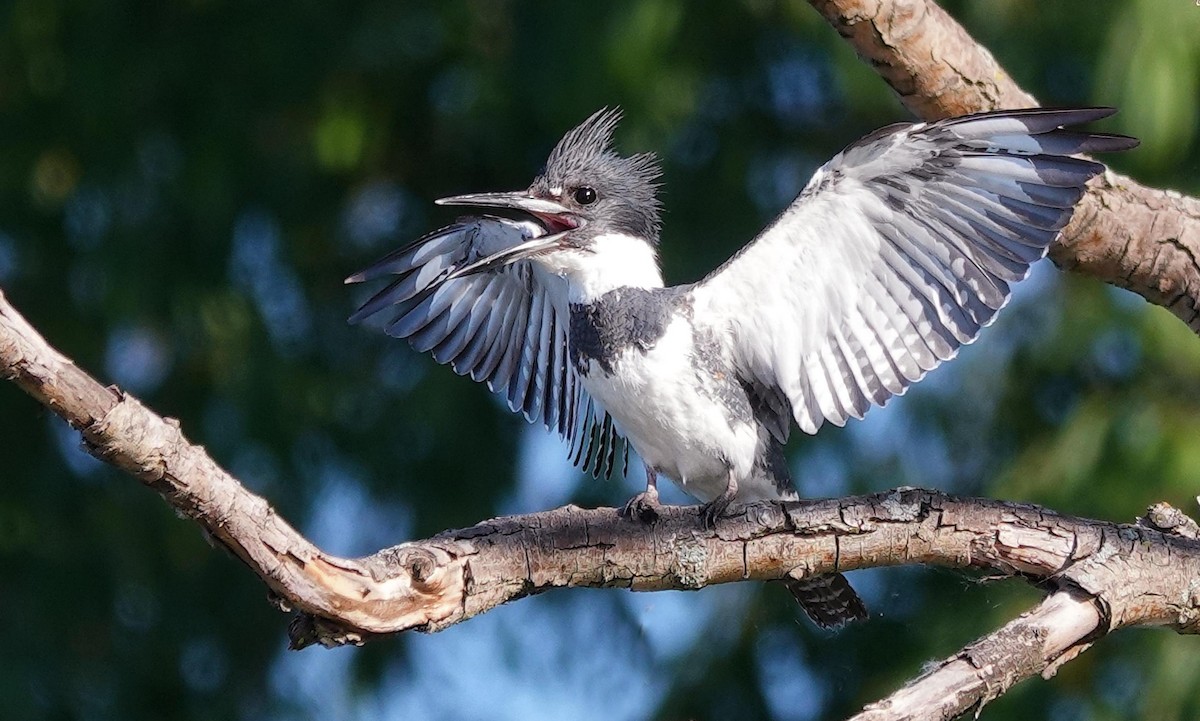 Belted Kingfisher - ML621031235
