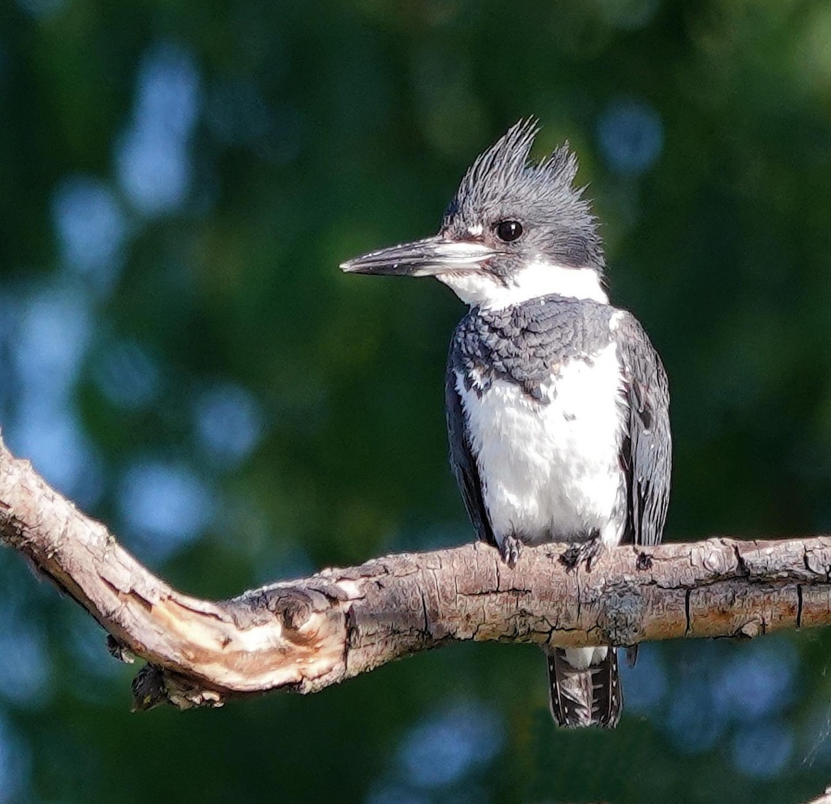 Belted Kingfisher - ML621031243