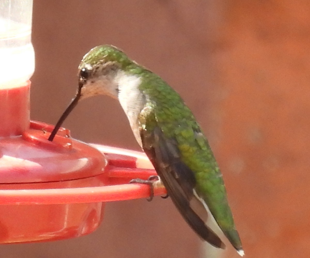 Ruby-throated Hummingbird - ML621031269