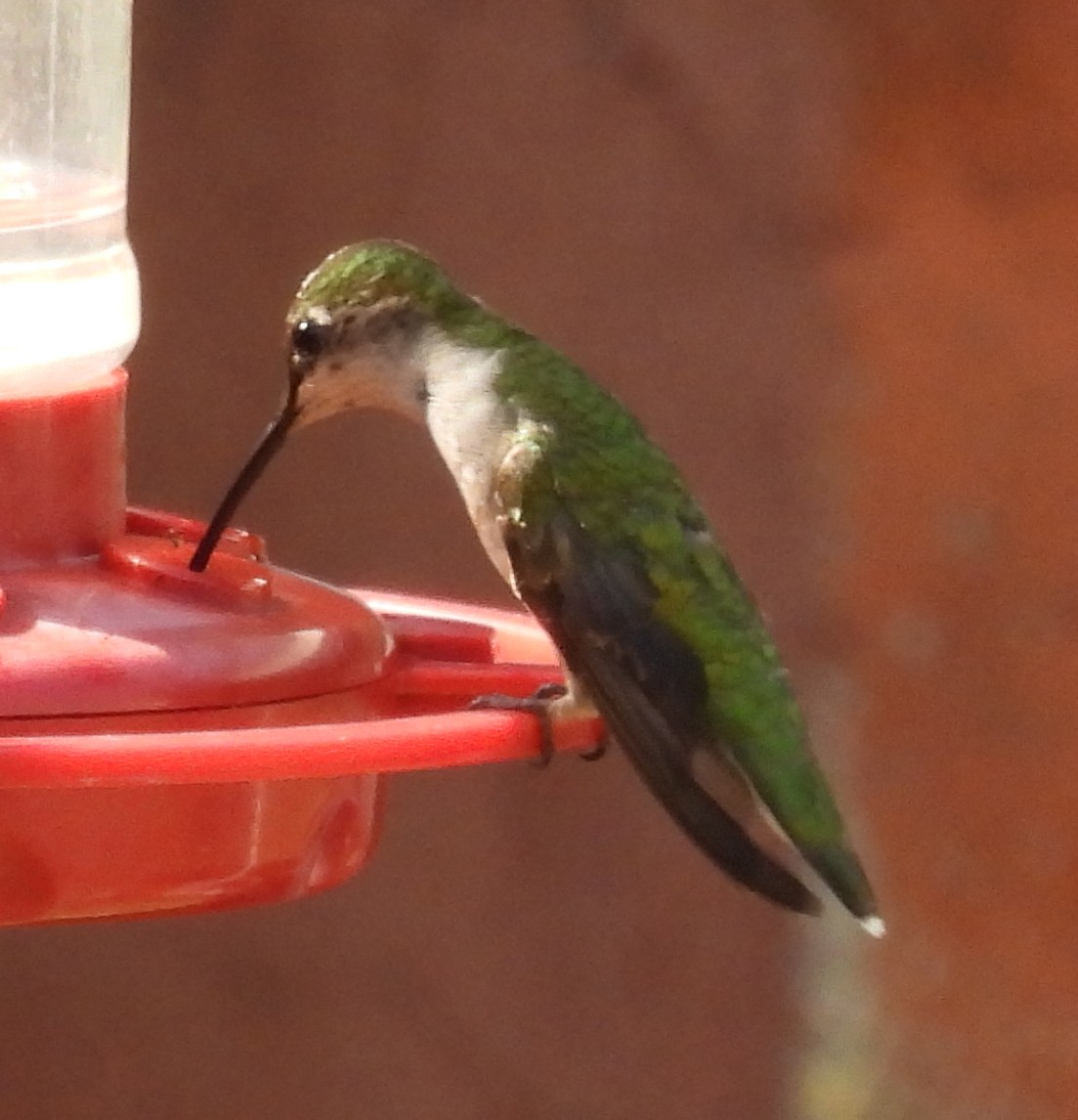 Ruby-throated Hummingbird - ML621031270