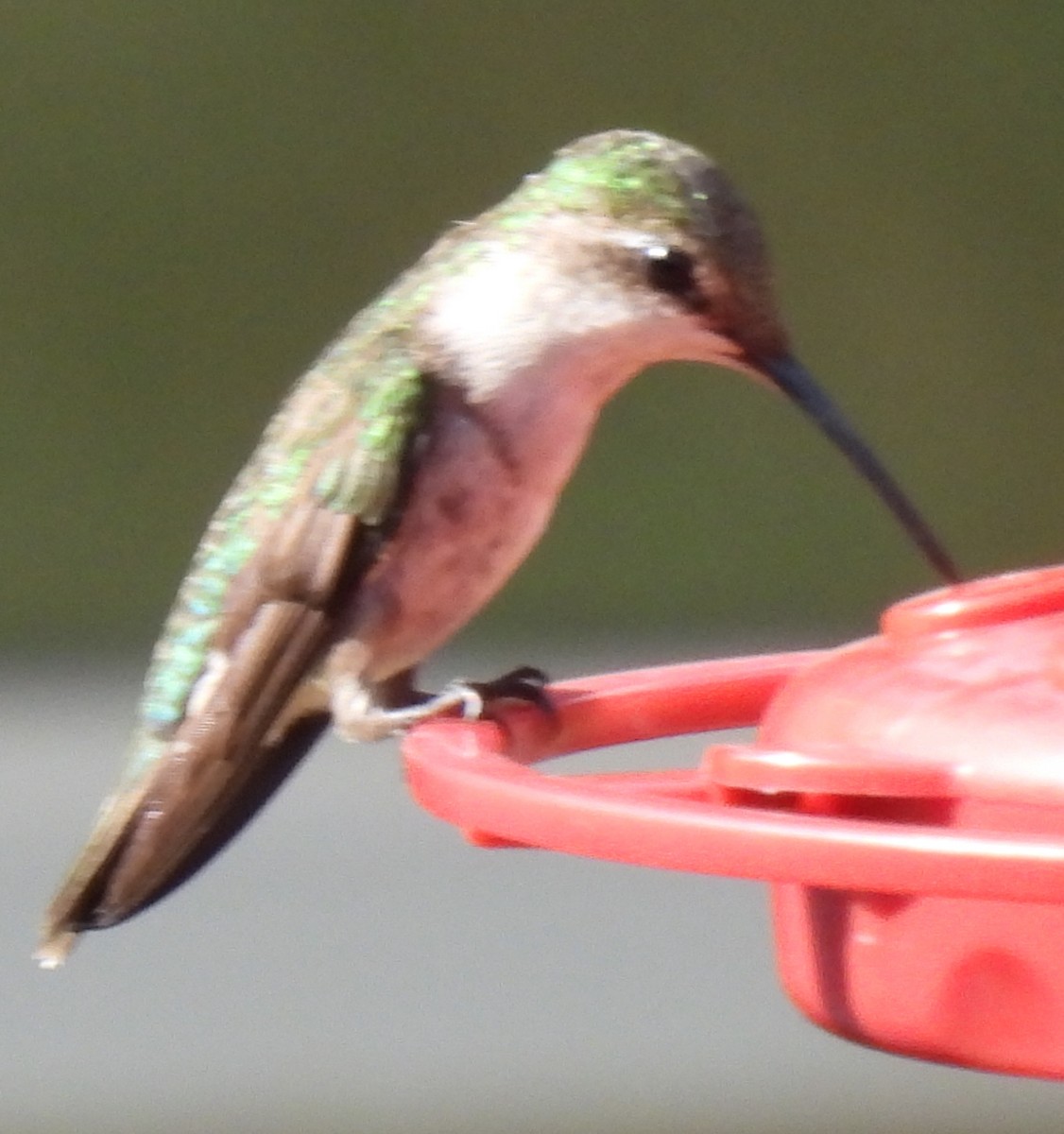 Ruby-throated Hummingbird - ML621031271