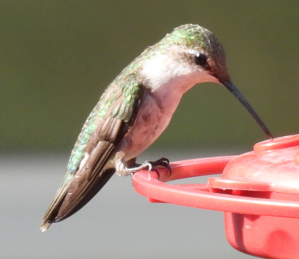 Ruby-throated Hummingbird - ML621031272