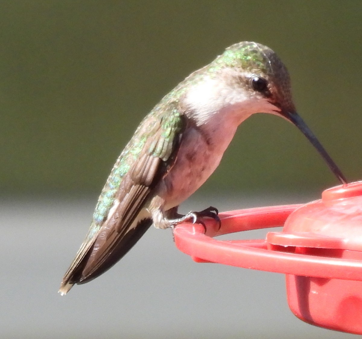 Ruby-throated Hummingbird - ML621031273