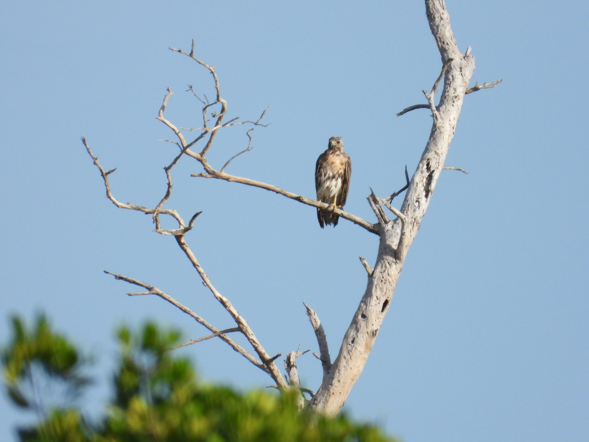 Red-tailed Hawk - ML621031275