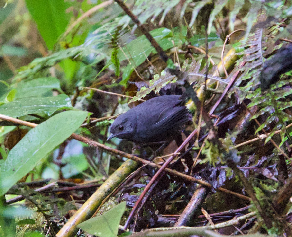 Trilling Tapaculo - ML621031287