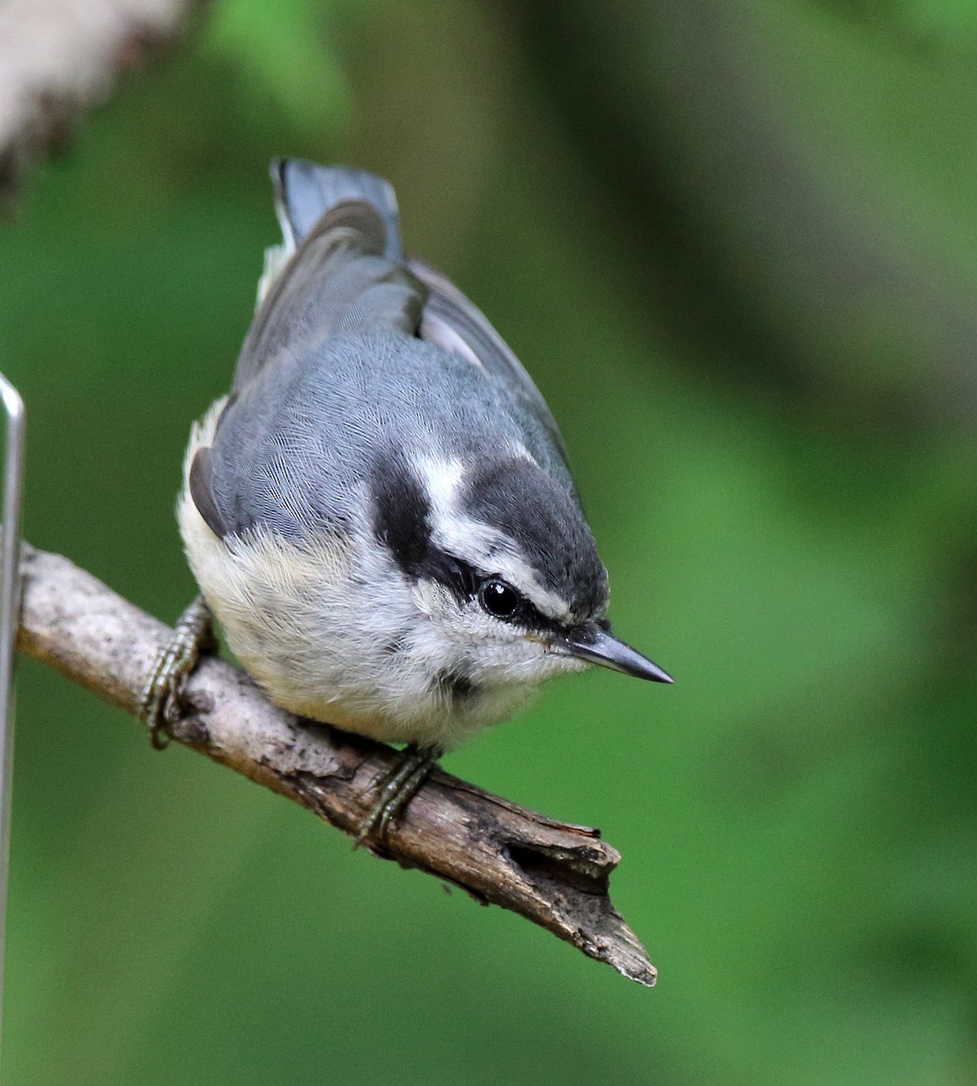 Red-breasted Nuthatch - ML621031315