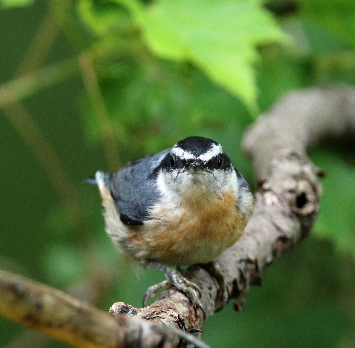 Red-breasted Nuthatch - ML621031316