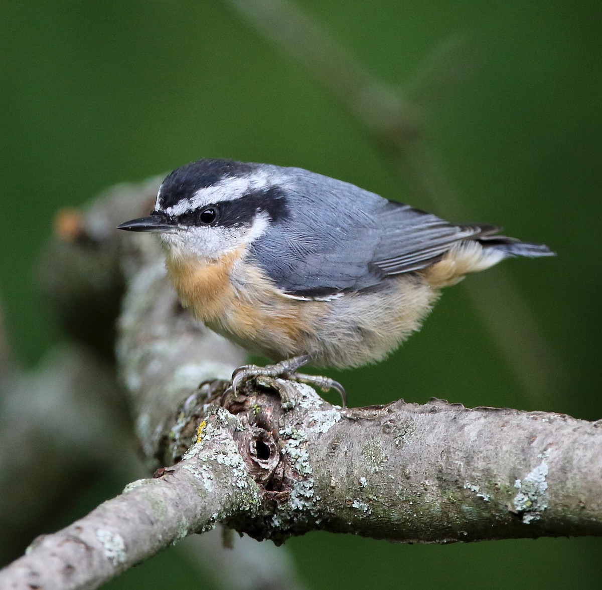Red-breasted Nuthatch - ML621031318