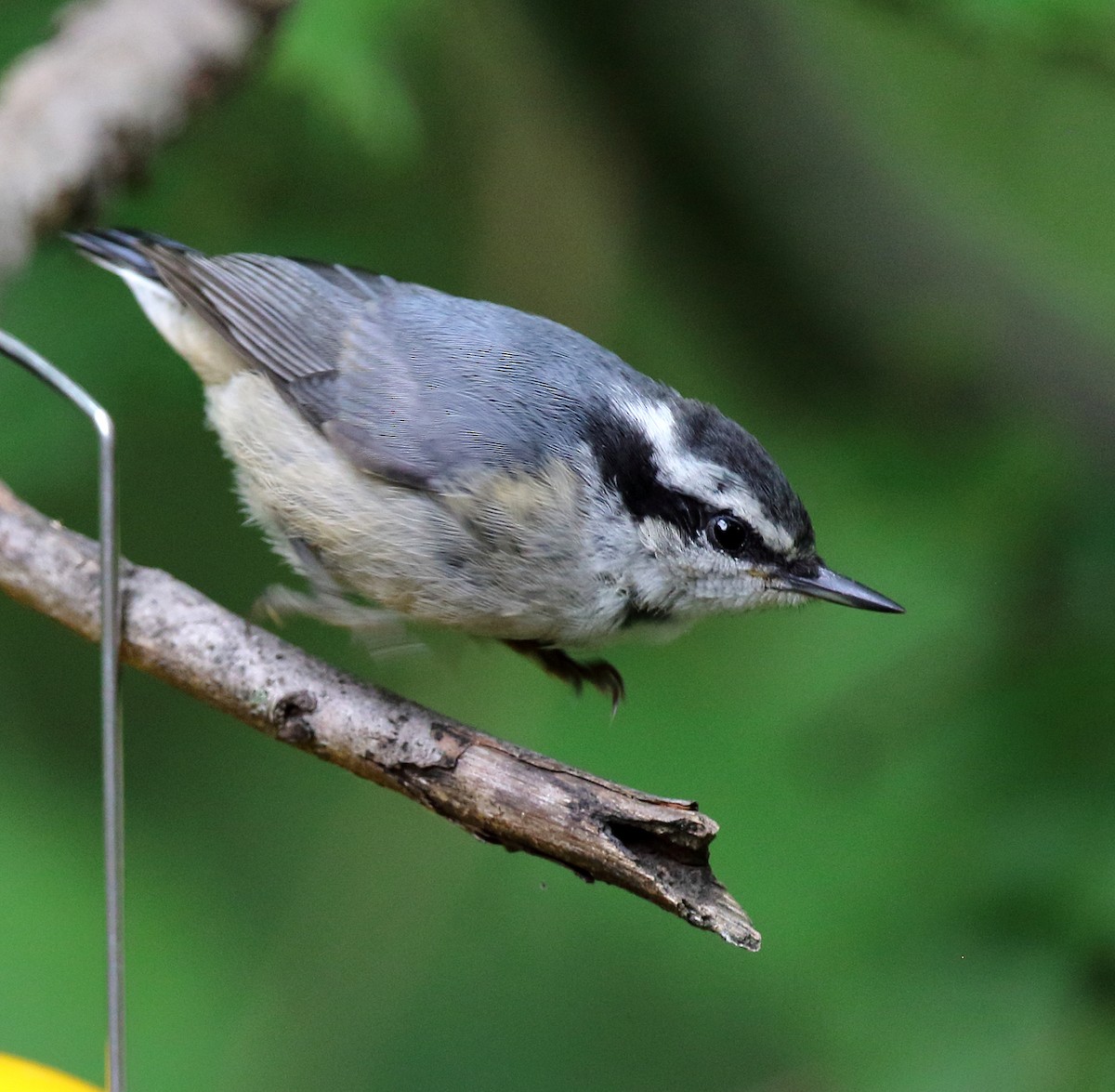 Red-breasted Nuthatch - Laure Wilson Neish