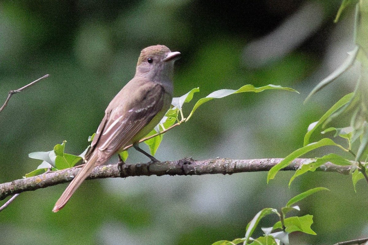 Great Crested Flycatcher - ML621031343