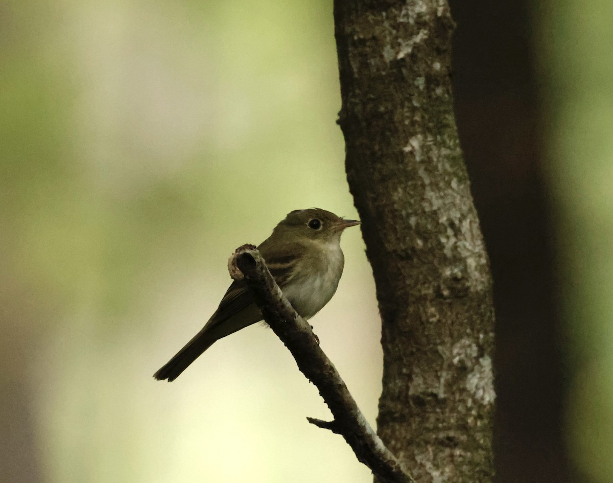 Acadian Flycatcher - ML621031346