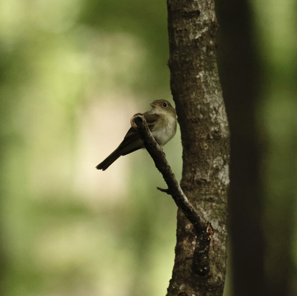 Acadian Flycatcher - ML621031347