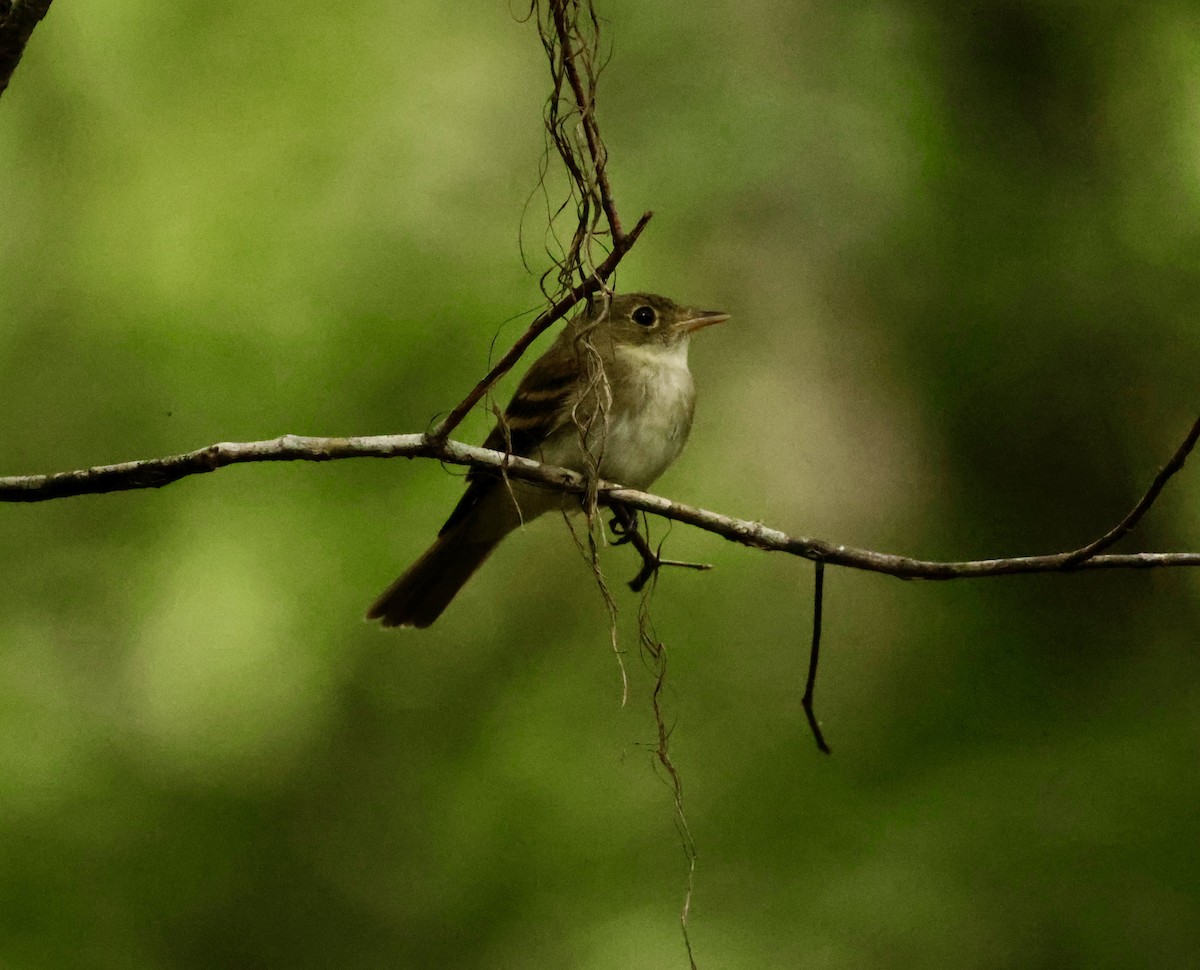 Acadian Flycatcher - ML621031348
