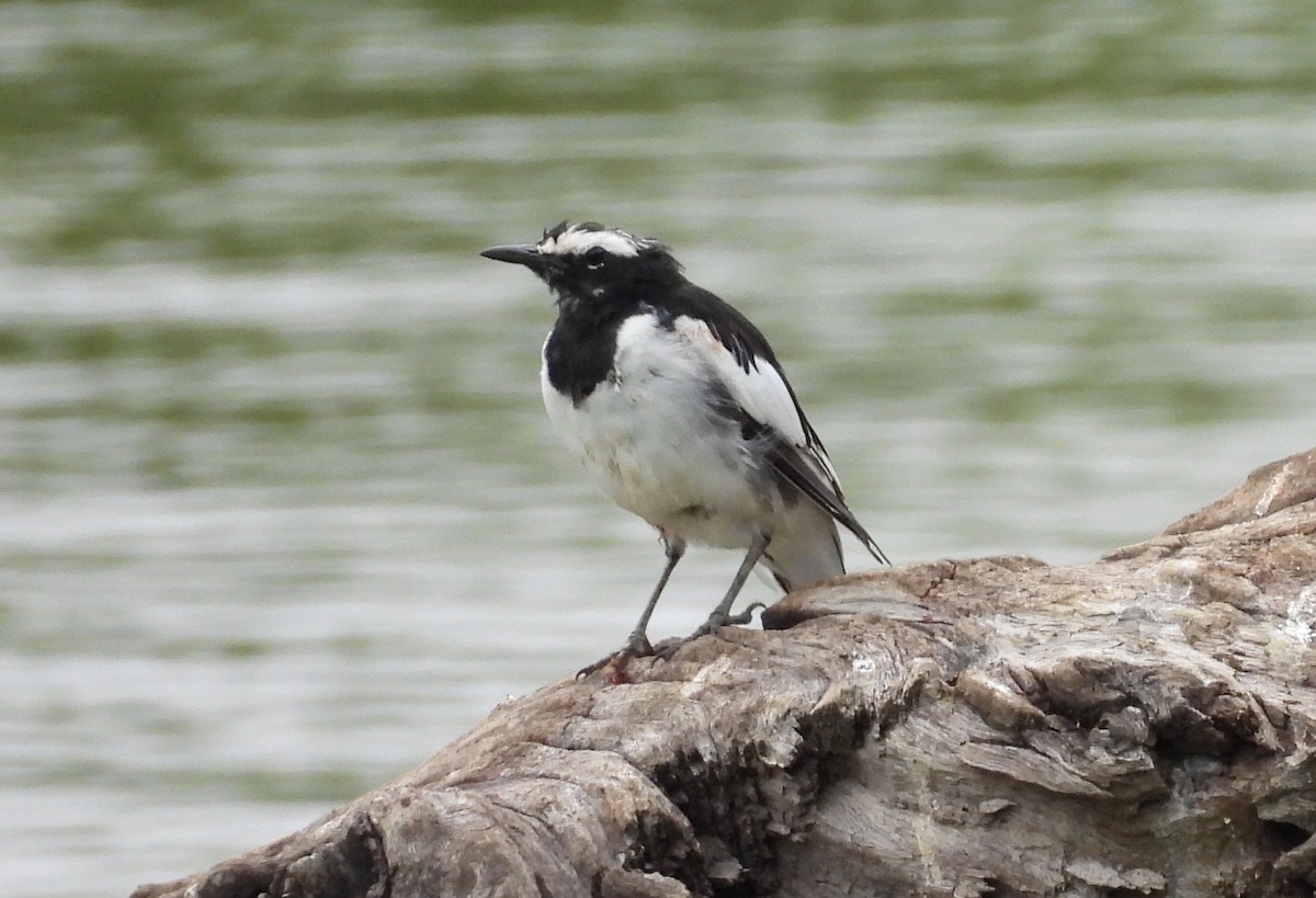 White-browed Wagtail - ML621031397