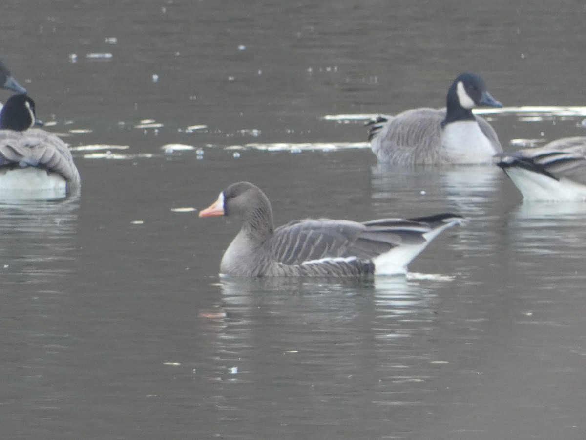 Greater White-fronted Goose - S & V C