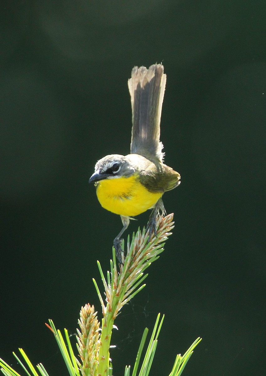 eBird Checklist 1 Jul 2024 Summit Knob Equestrian Trail 25