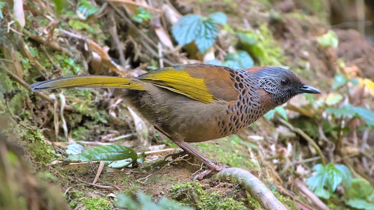Chestnut-crowned Laughingthrush - ML621031464