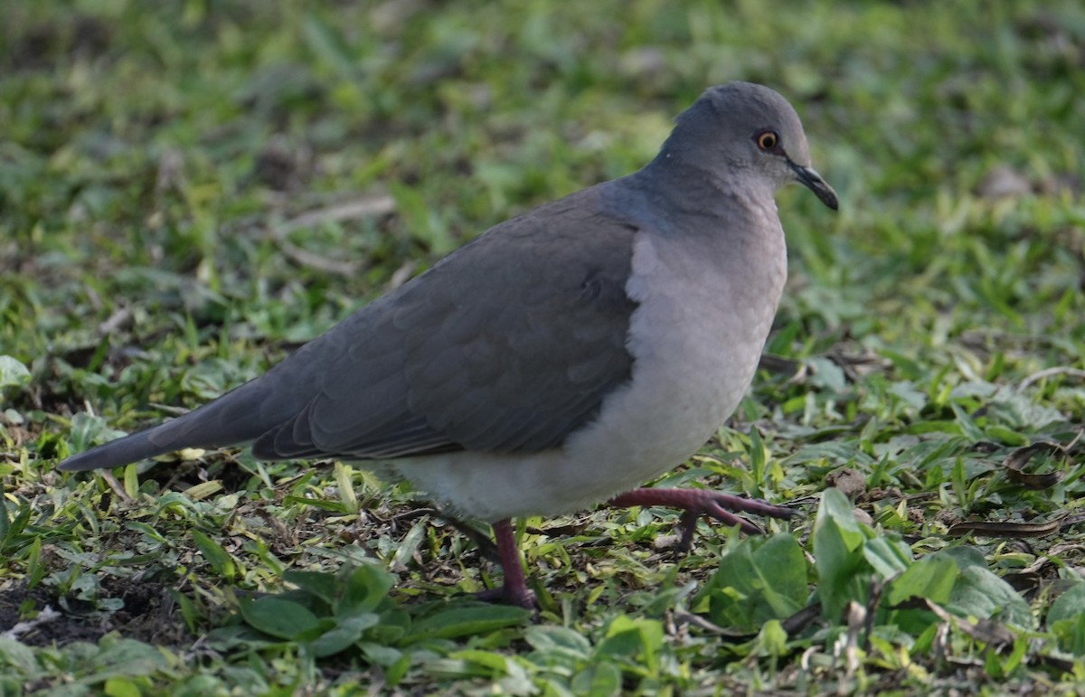 White-tipped Dove - Herman Mays