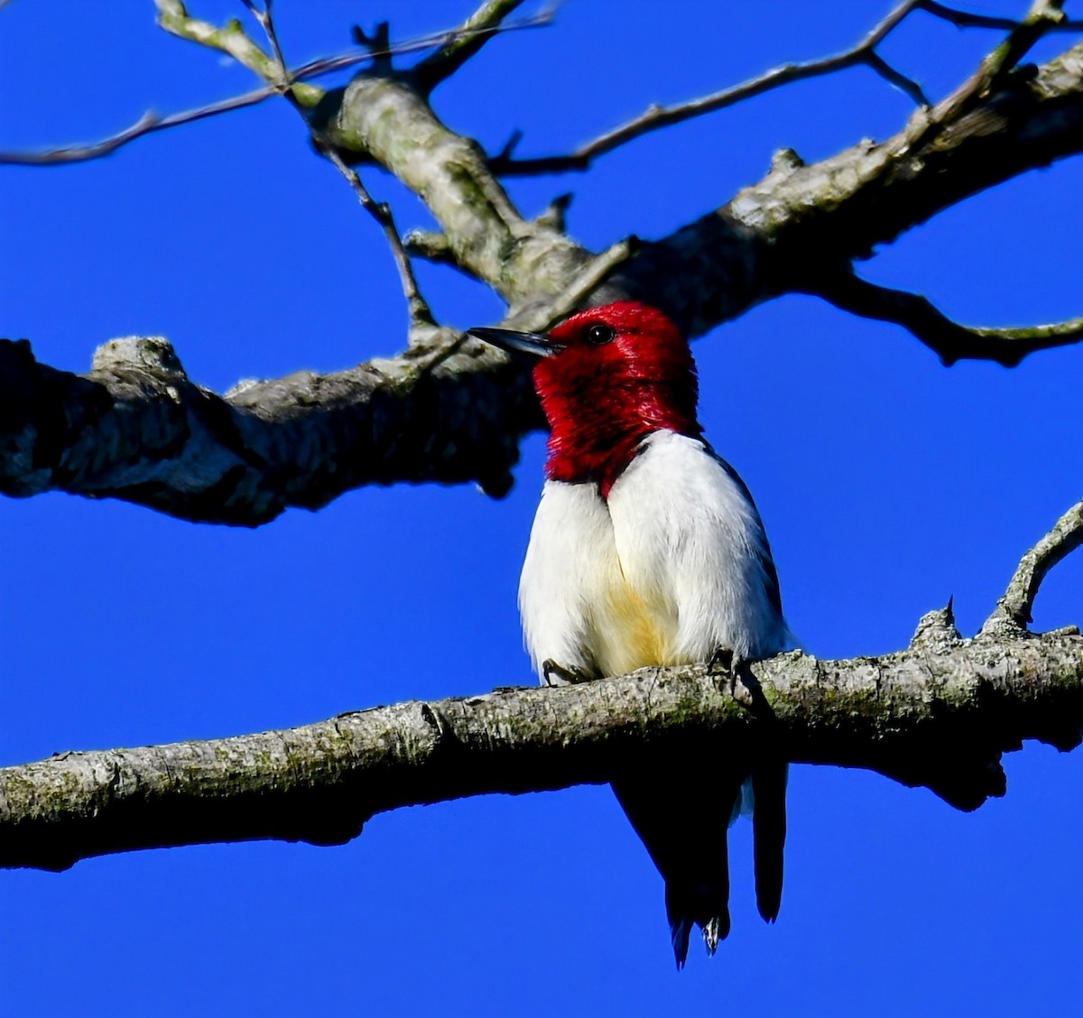Red-headed Woodpecker - ML621031534