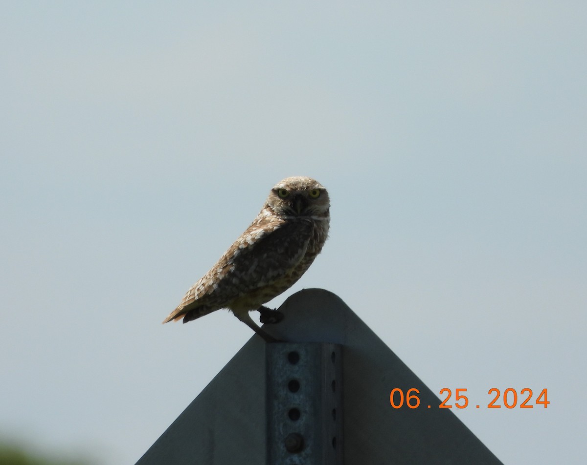 Burrowing Owl - ML621031536
