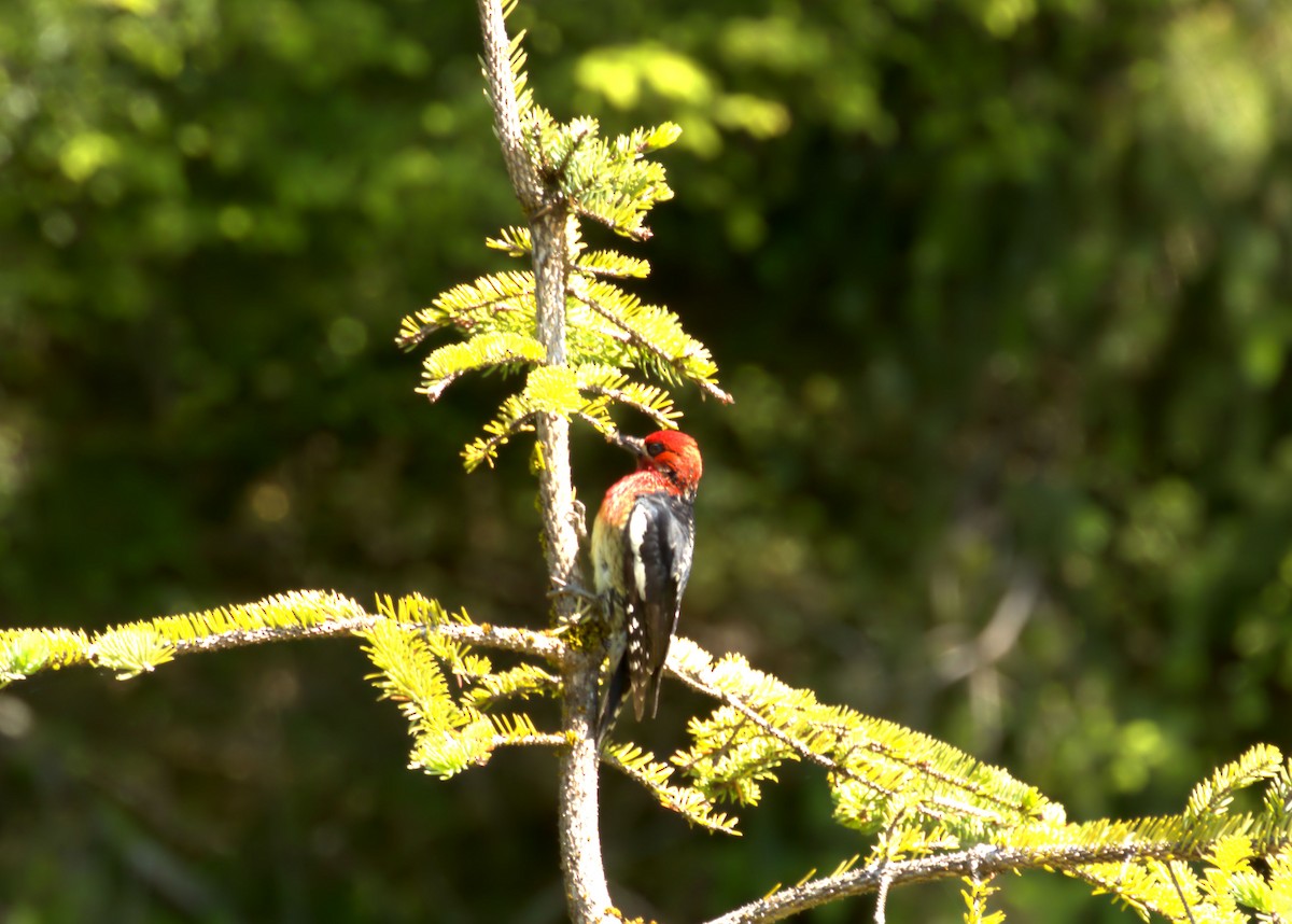 Red-breasted Sapsucker - ML621031568