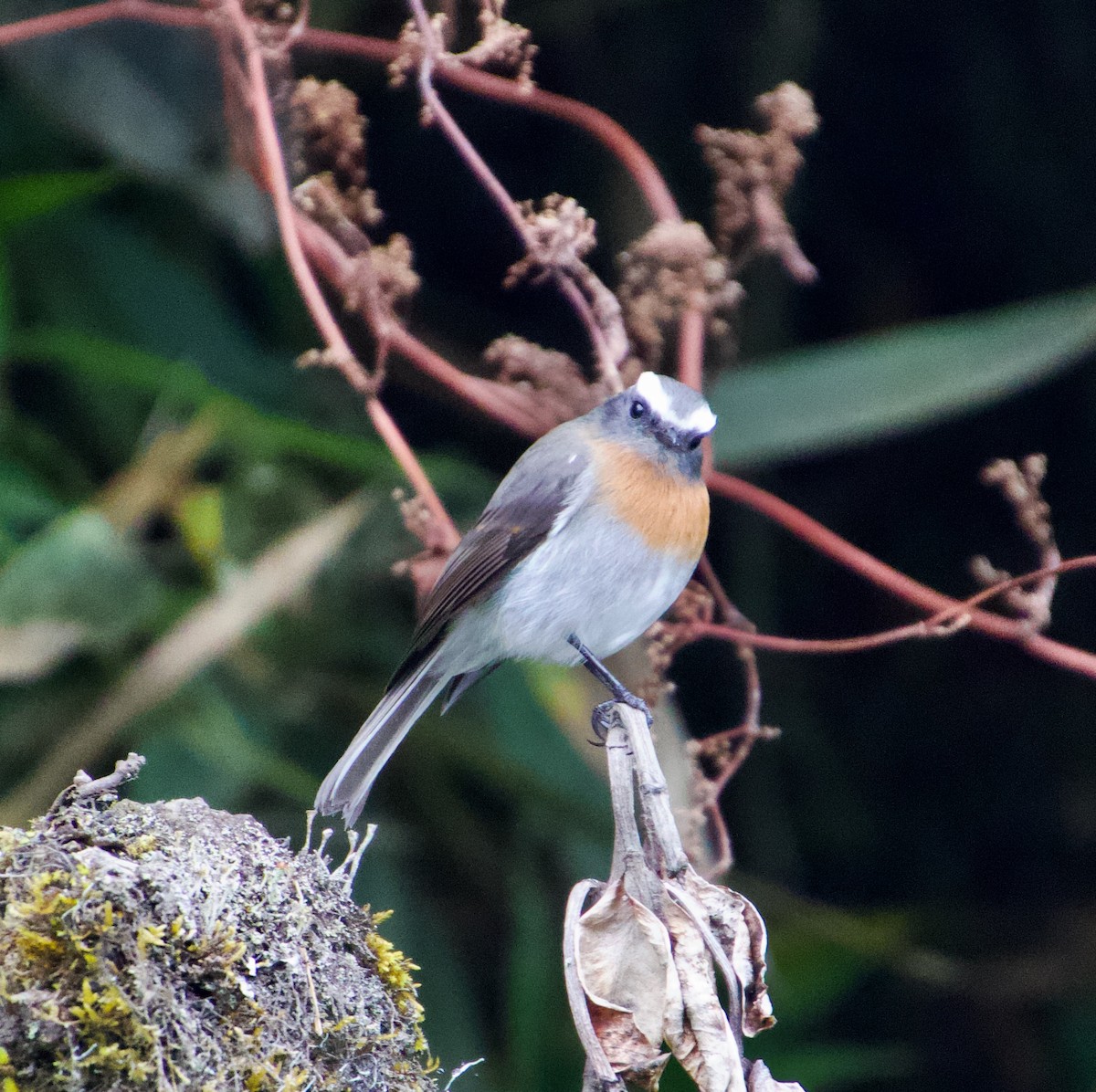 Rufous-breasted Chat-Tyrant - ML621031569