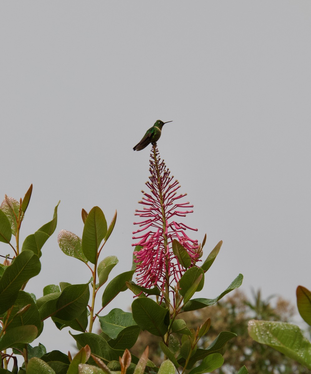kolibřík sluneční - ML621031575