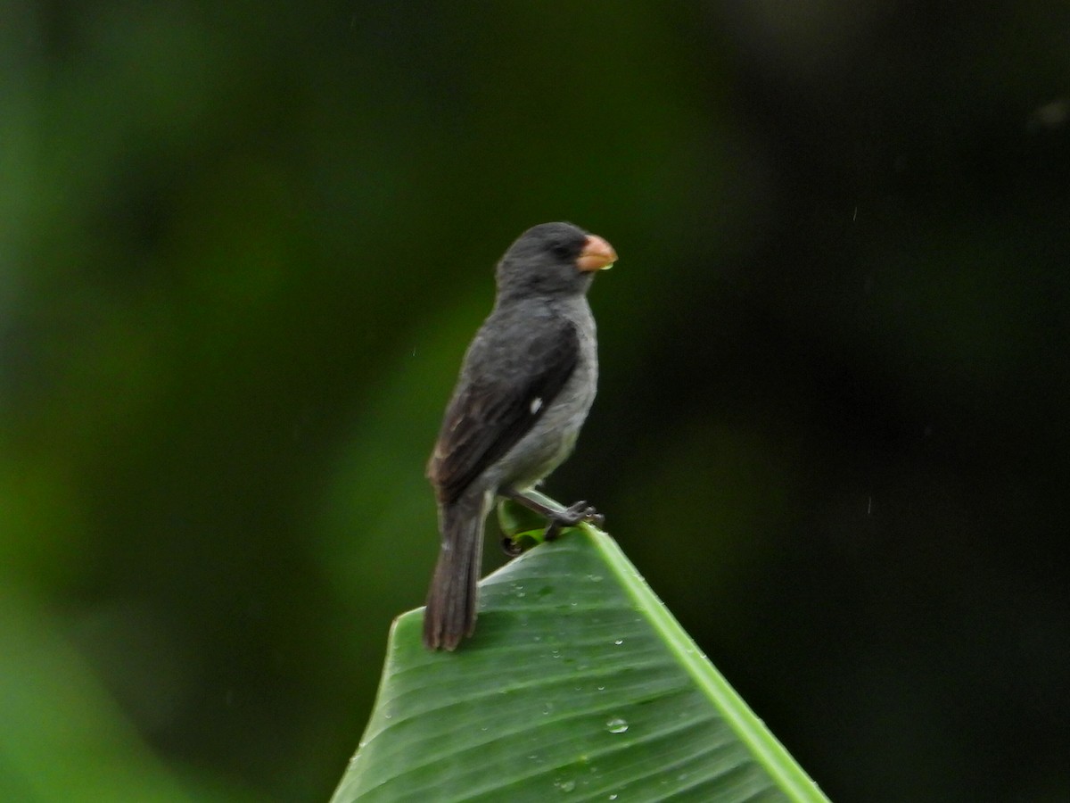 Gray Seedeater - ML621031576