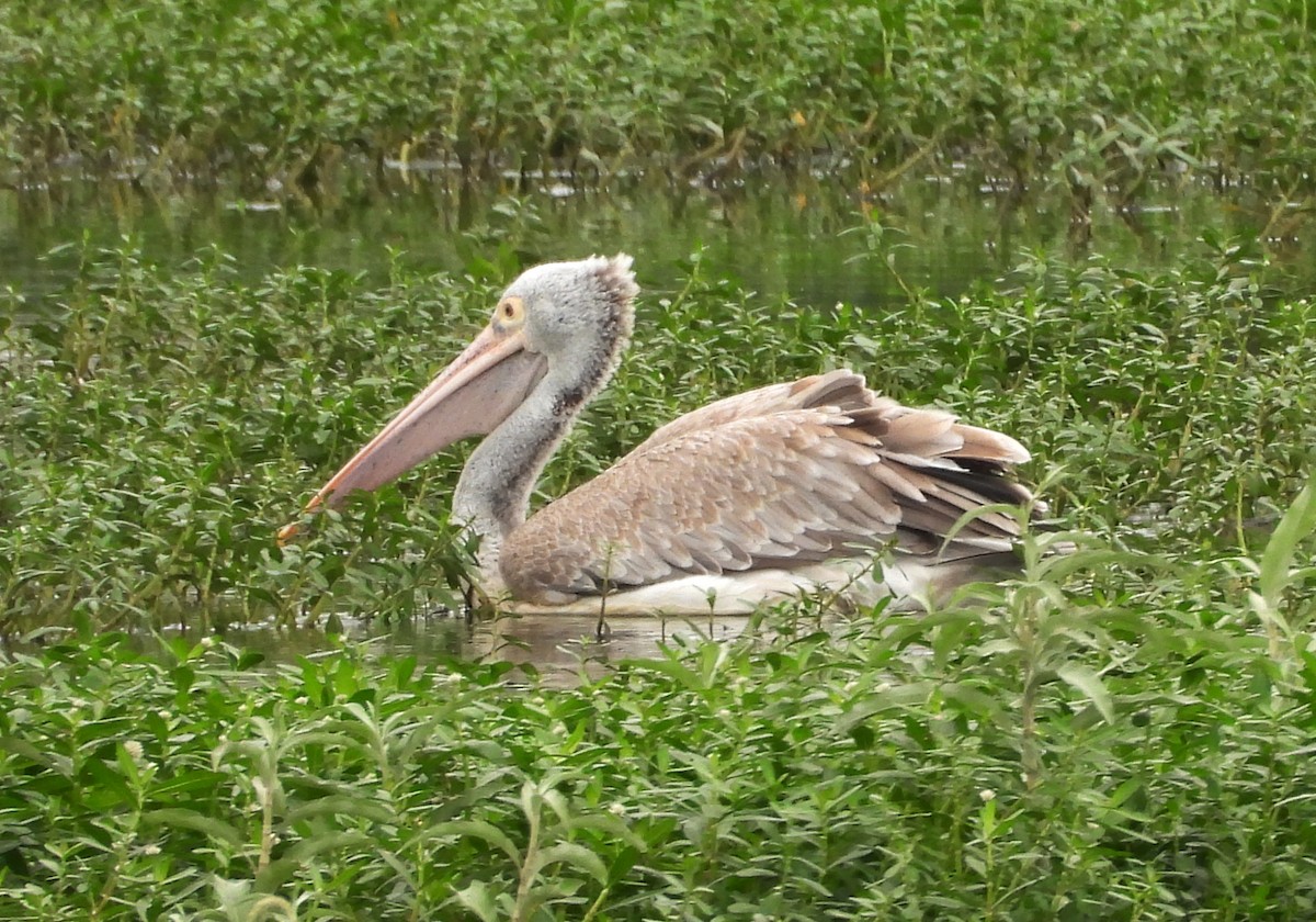 pelikán skvrnozobý - ML621031582