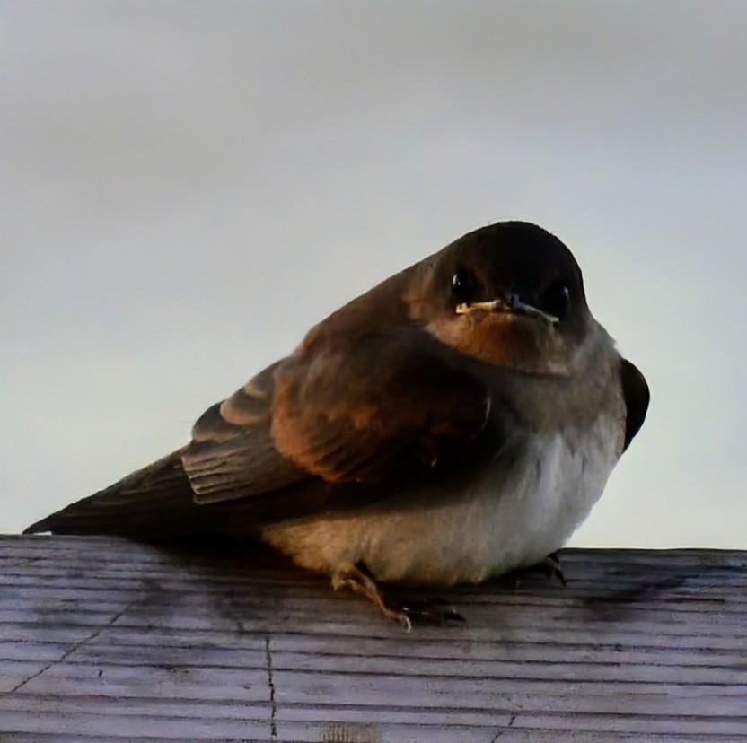 Northern Rough-winged Swallow - ML621031591