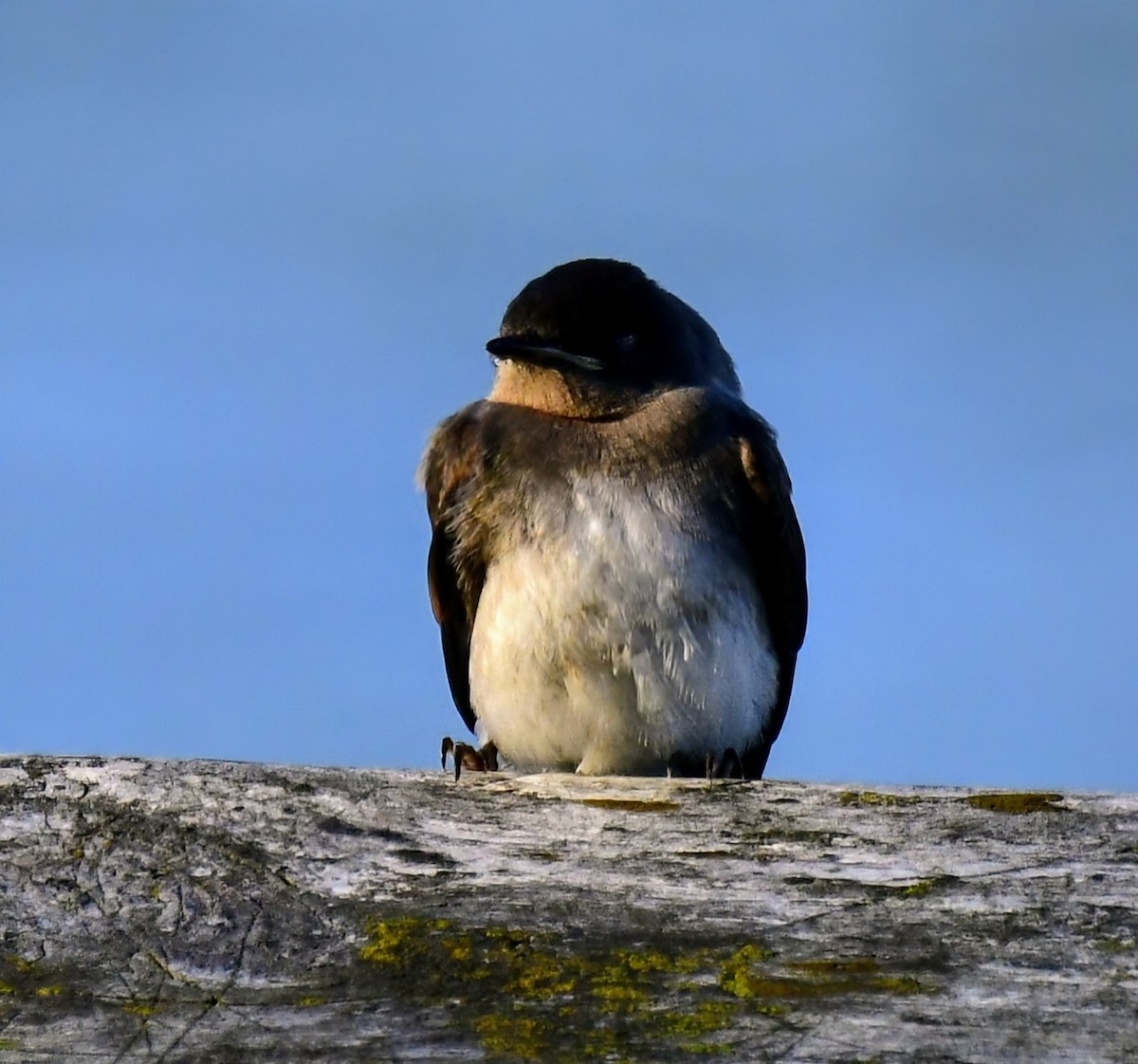 Northern Rough-winged Swallow - ML621031594