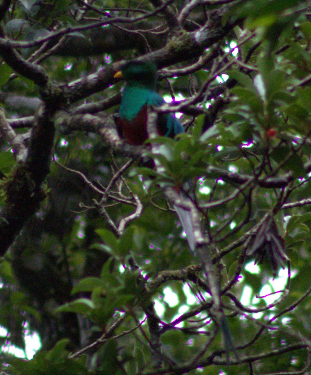 Quetzal Guatemalteco - ML621031597