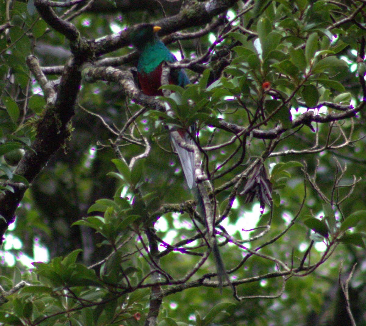 Quetzal Guatemalteco - ML621031598