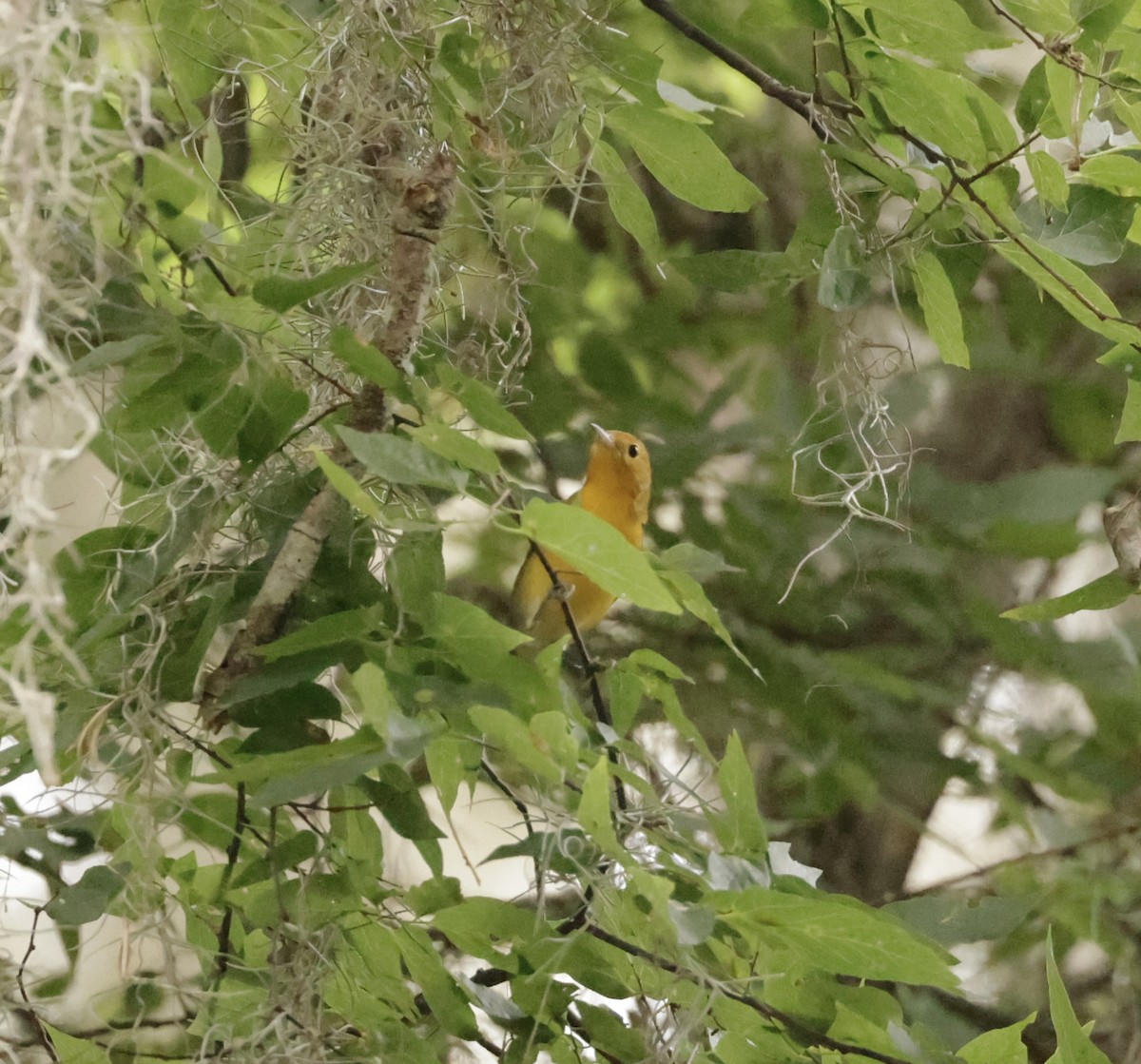 Prothonotary Warbler - ML621031646