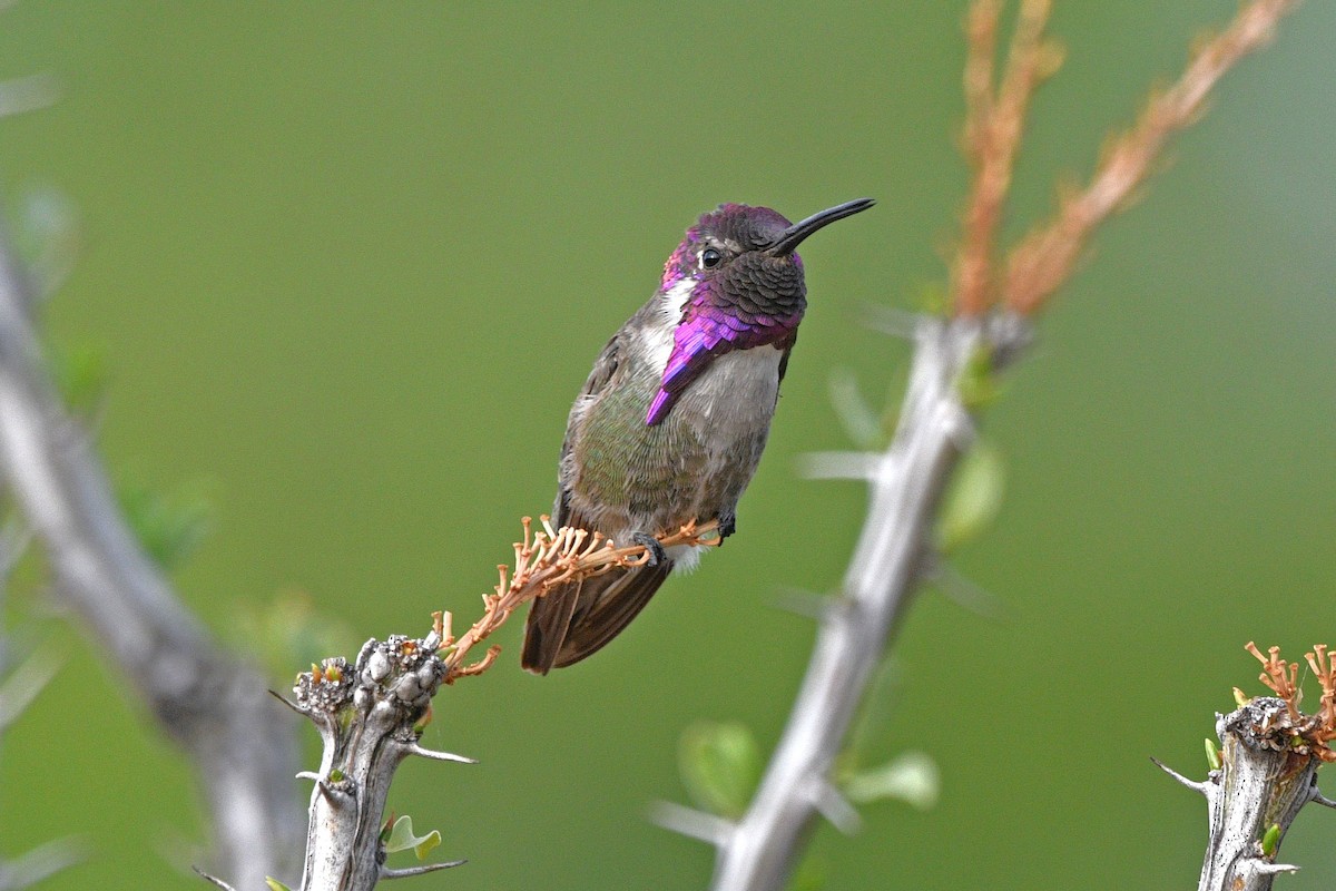 Costa's Hummingbird - ML621031659