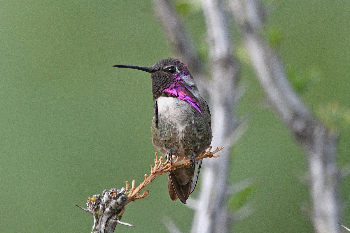 Costa's Hummingbird - ML621031660