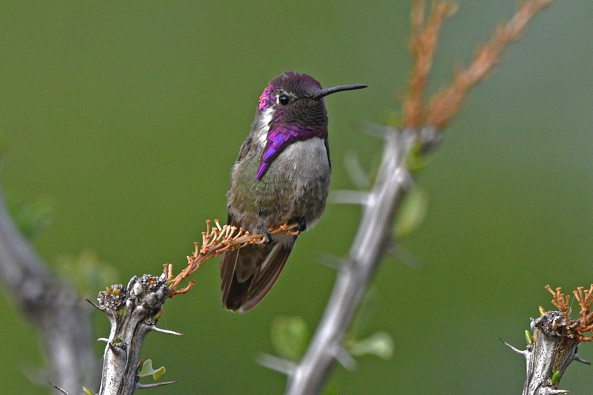Costa's Hummingbird - ML621031661