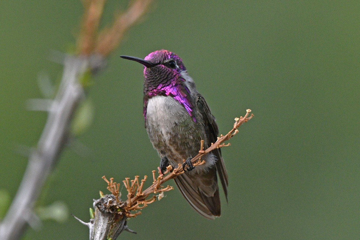 Costa's Hummingbird - ML621031663