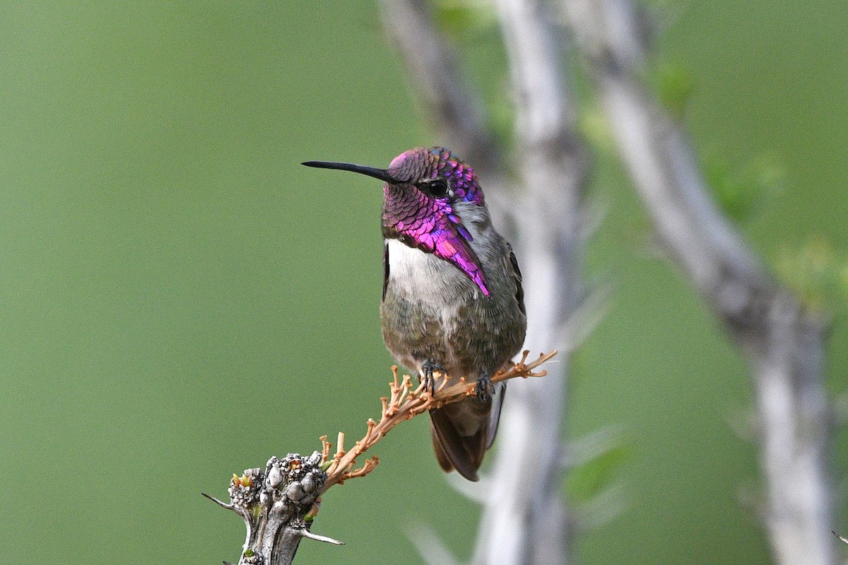 Costa's Hummingbird - ML621031664