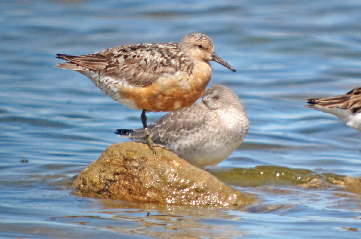 Red Knot - ML621031690