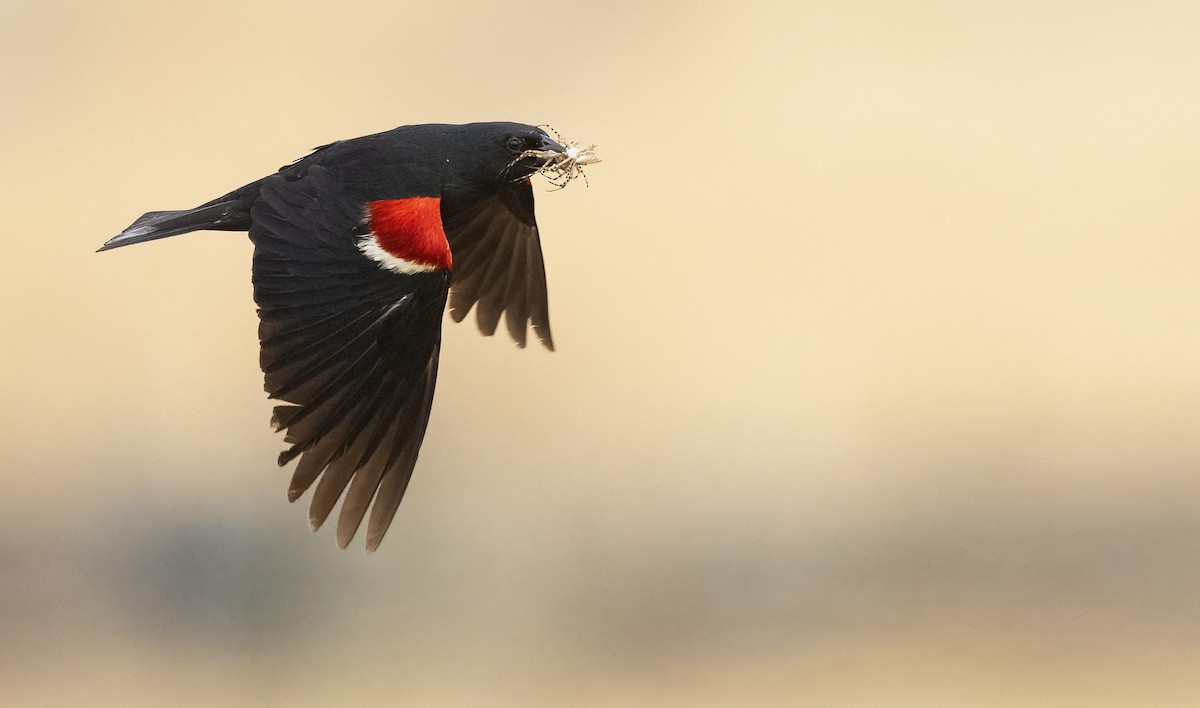 Tricolored Blackbird - ML621031696