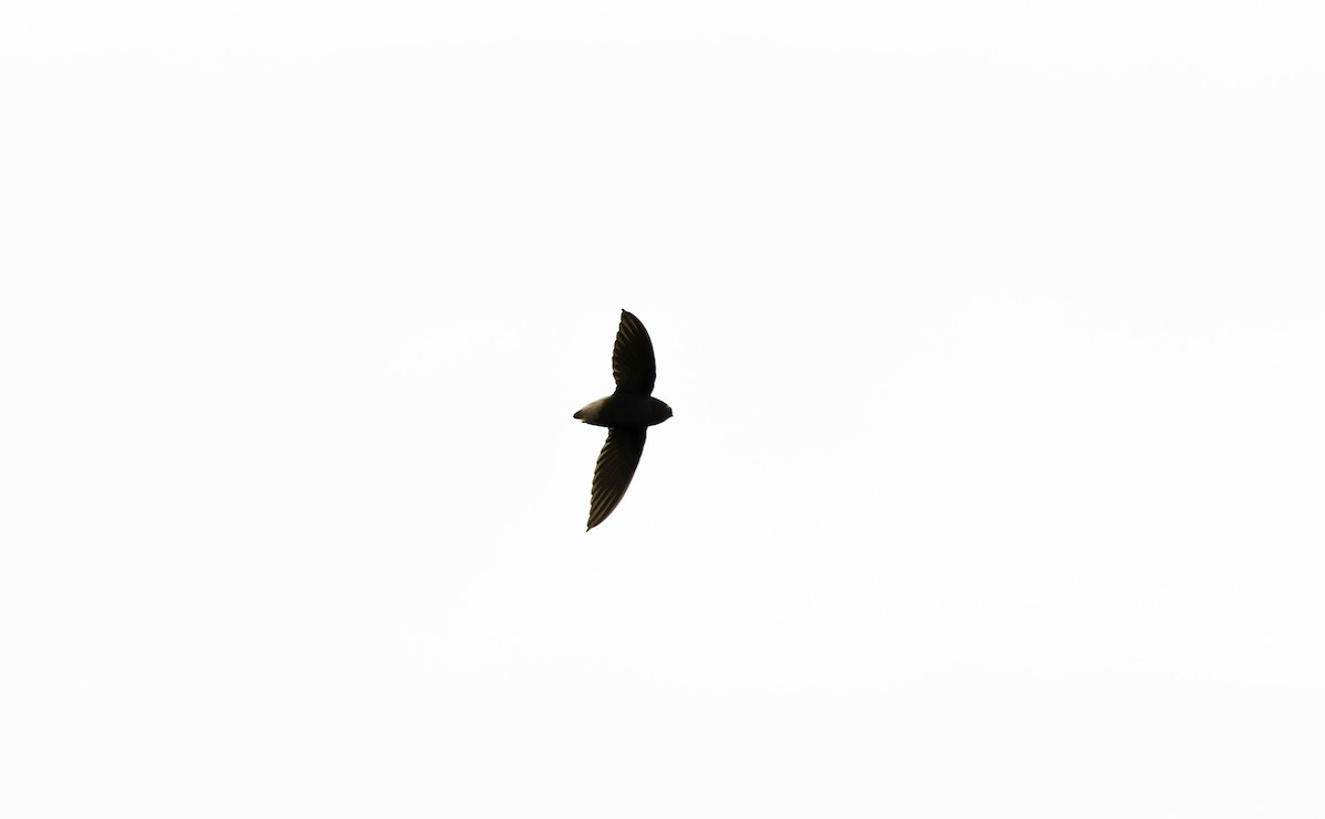 Short-tailed Swift (Short-tailed) - ML621031710