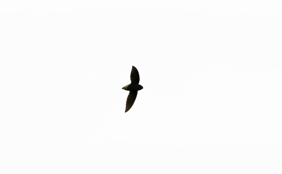 Short-tailed Swift (Short-tailed) - Bill Hubick