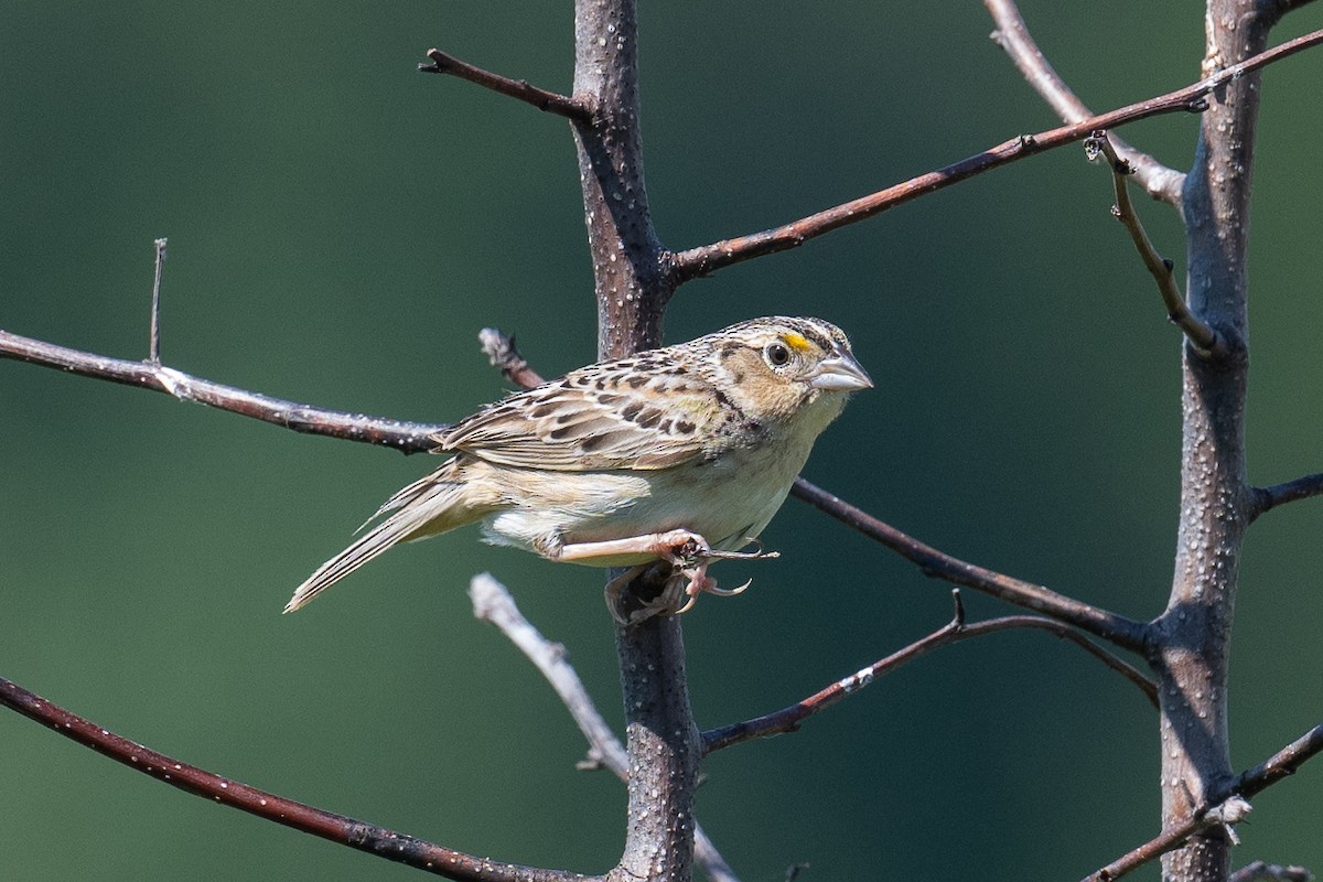 Grasshopper Sparrow - ML621031739