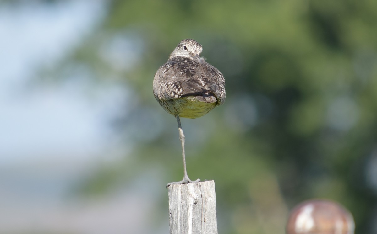 Willet (Western) - ML621031770